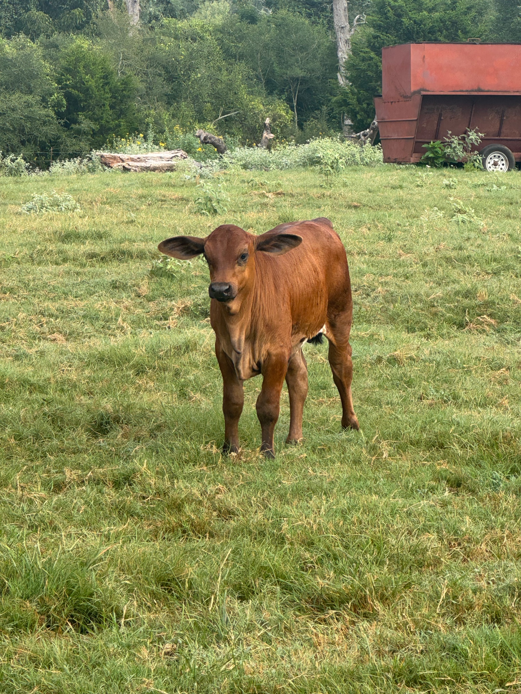 Lovey’s baby