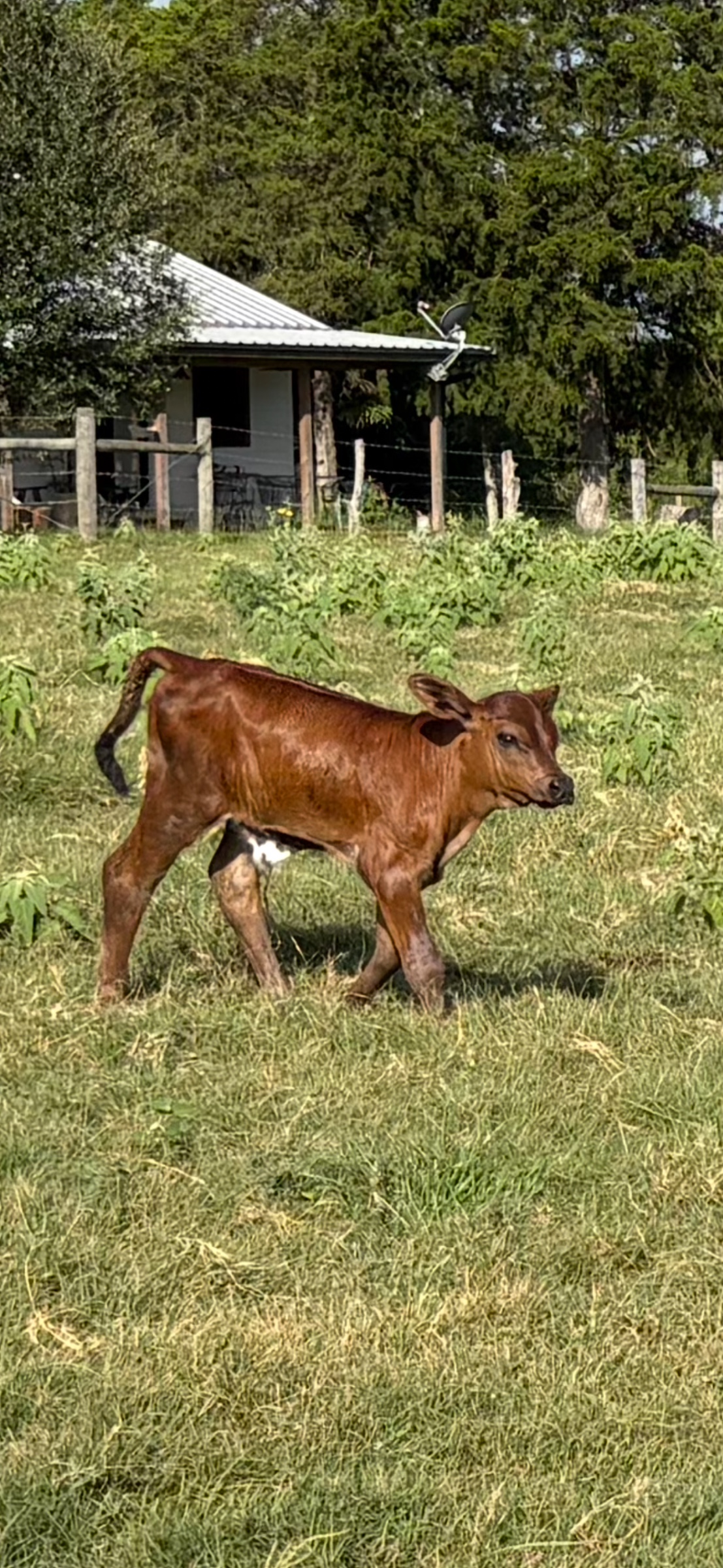 Lovey’s baby
