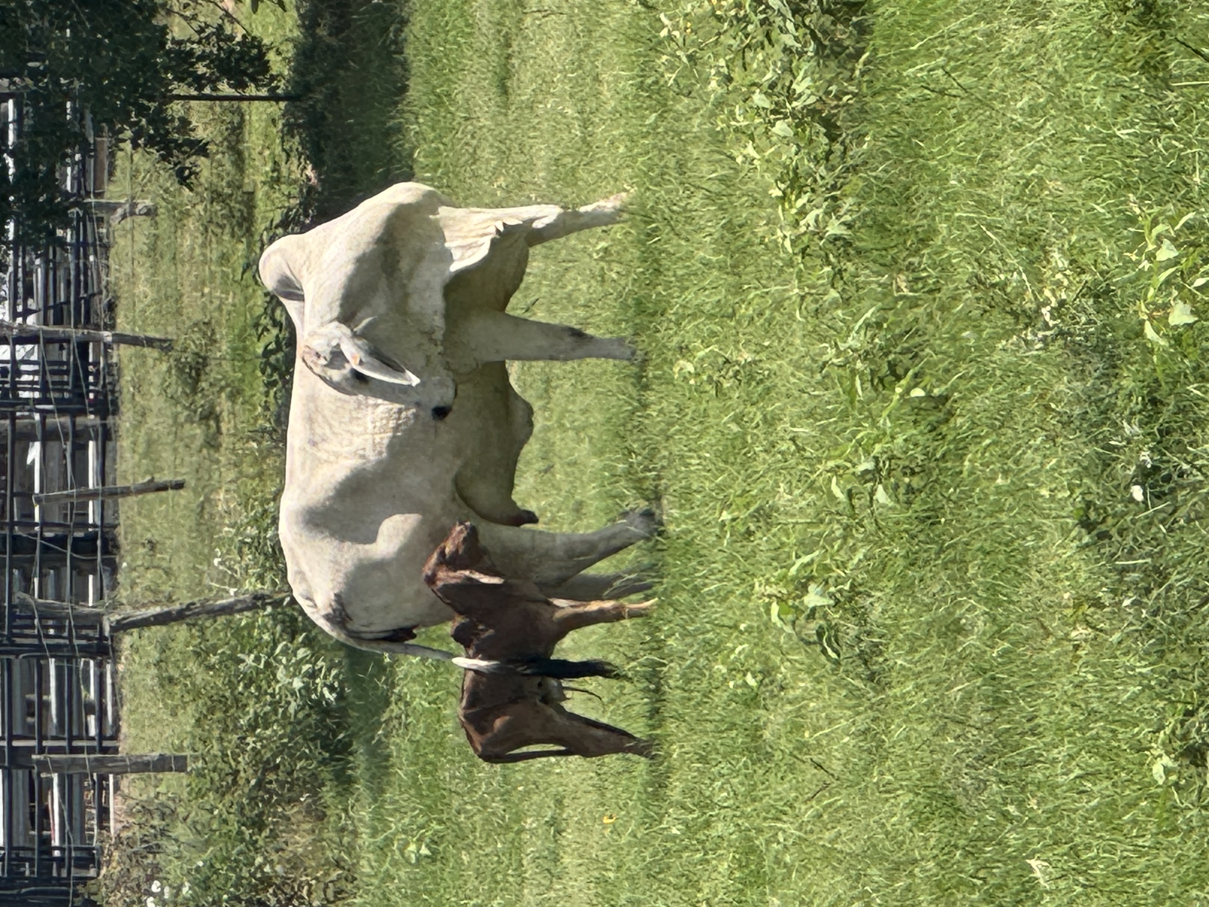 Sb22’s baby