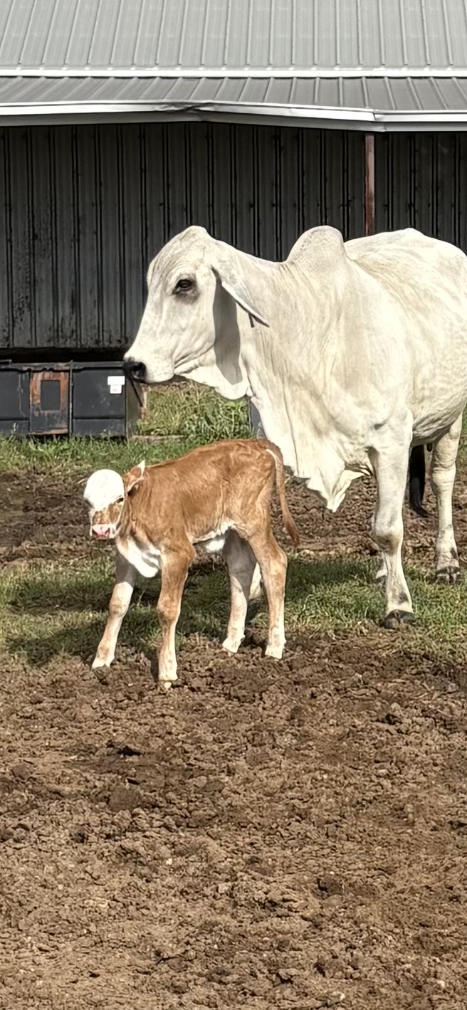 #20’s calf