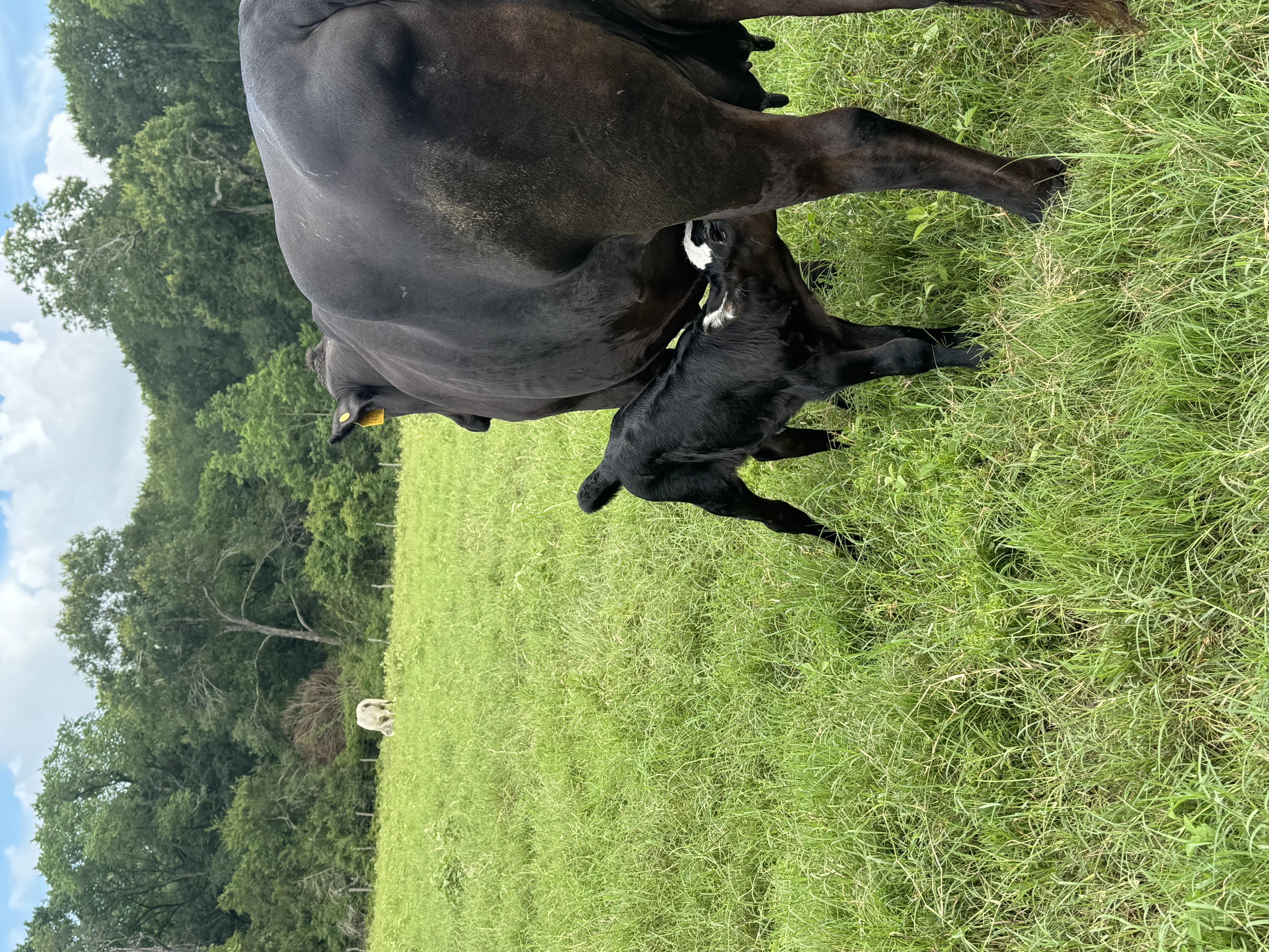 G2’s baby (outie)